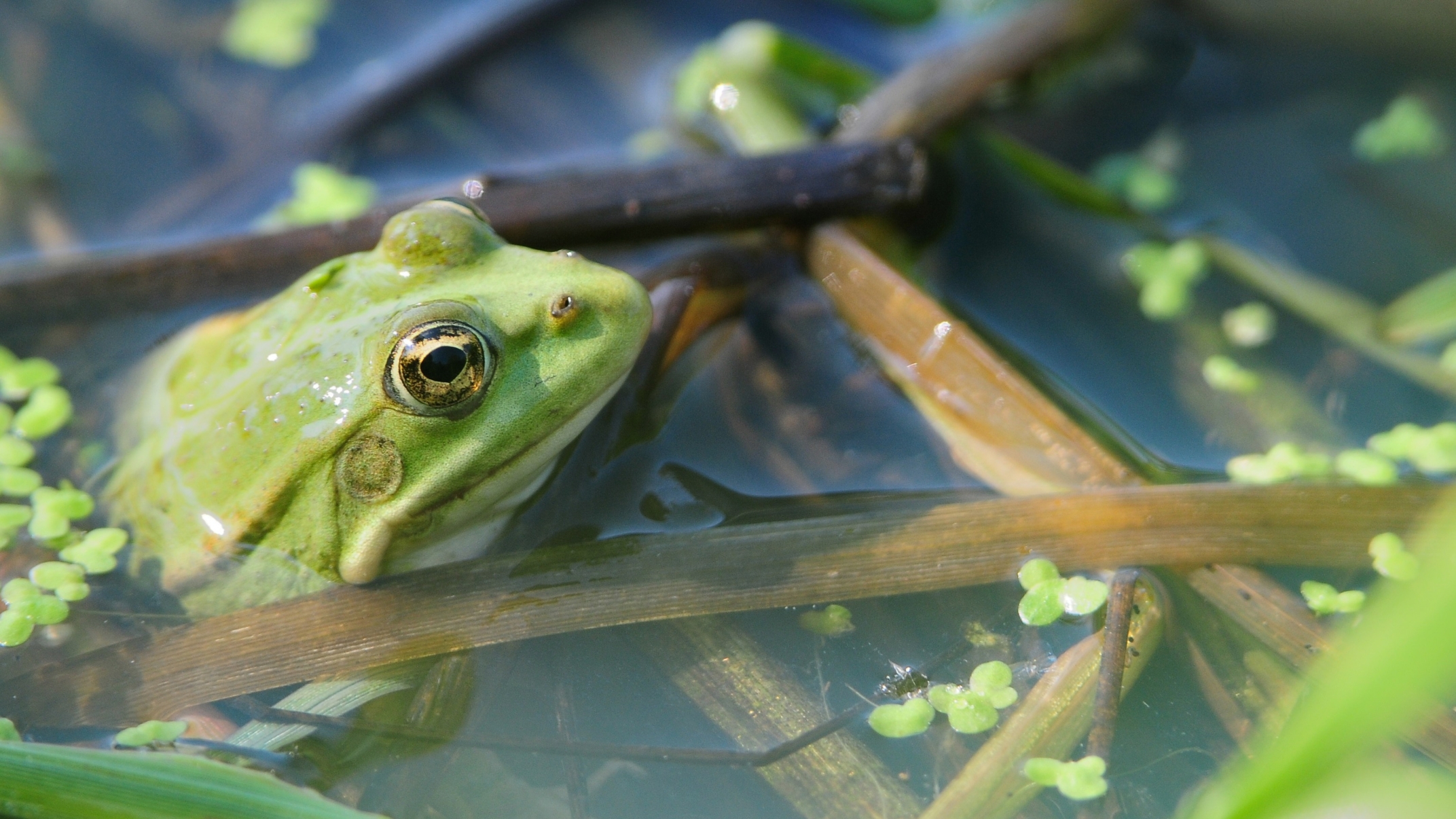 Les amphibiens | Bio-Scène.org