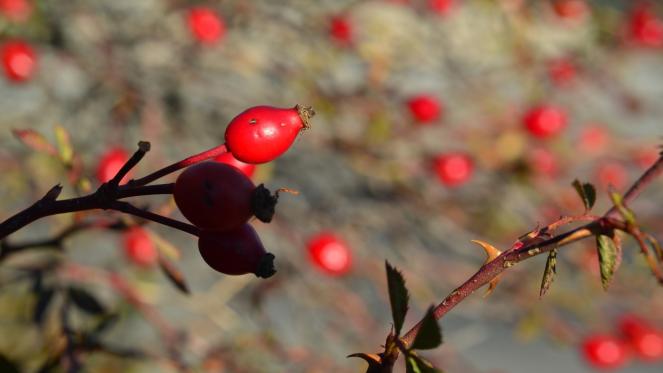 Rosa Canina Dog Rose Identification Distribution Habitat