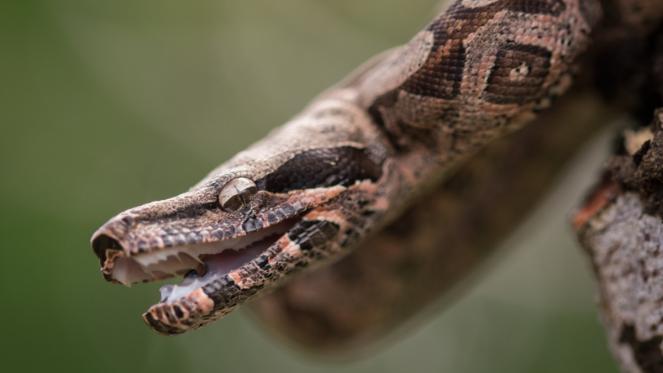 Boa Constrictor | Bio-Scène.org