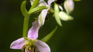 Ophrys apifera