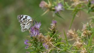 Melanargia lachesis - Échiquier ibérique - Échiquier de l'Ibérie - Iberian marbled white (ang) - Medioluto ibérica (sp)