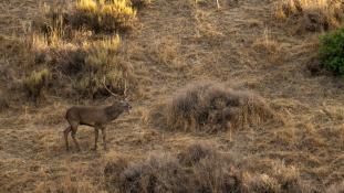 Cervus elaphus - Cerf élaphe - Red deer (ang) - Ciervo común (sp)