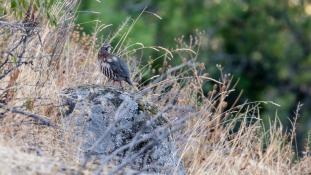 Alectoris rufa - Perdrix rouge - Red-legged Partridge (ang) - Perdiz Roja (sp)