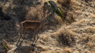 Cervus elaphus - Cerf élaphe - Red deer (ang) - Ciervo común (sp)