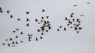 Phalacrocorax carbo