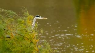 Ardea cinerea