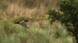 Phalacrocorax carbo