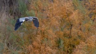 Ardea cinerea