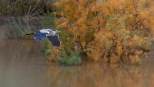 Ardea cinerea