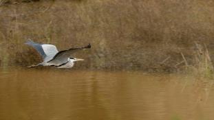 Ardea cinerea