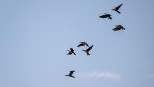 Phalacrocorax carbo