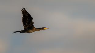 Phalacrocorax carbo