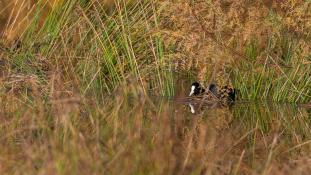 Fulica atra