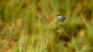 Cyanopica cooki