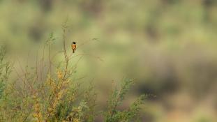 Saxicola rubicola