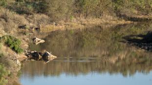 Ardea cinerea