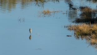 Ardea cinerea