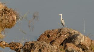 Ardea cinerea