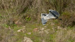 Ardea cinerea