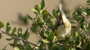 ND-Phylloscopus collybita