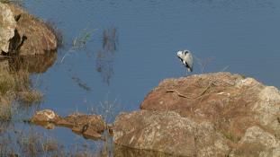 Ardea cinerea