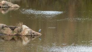 Ardea cinerea