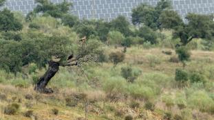 Aquila adalberti