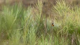 Saxicola rubicola