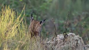 Lynx pardinus