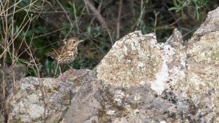 Turdus philomelos