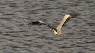 Ardea cinerea