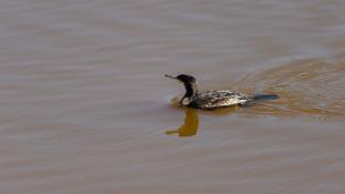 Phalacrocorax carbo