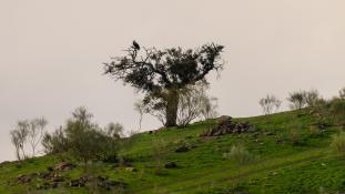 Aquila adalberti