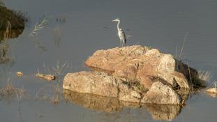 Ardea cinerea