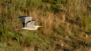 Ardea cinerea