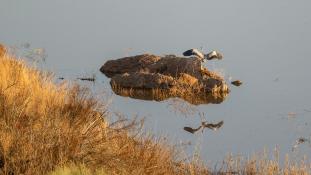 Ardea cinerea