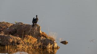 Phalacrocorax carbo