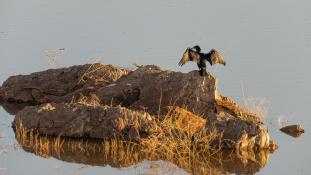 Phalacrocorax carbo