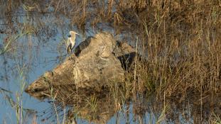 Ardea cinerea