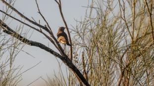 Turdus philomelos