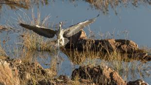 Ardea cinerea