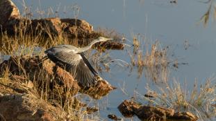 Ardea cinerea