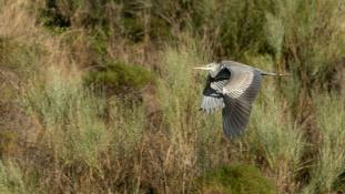 Ardea cinerea