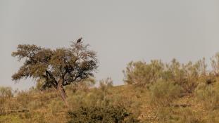 Aquila adalberti