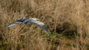 Ardea cinerea