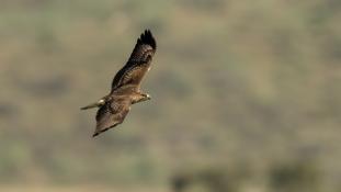 Buteo buteo