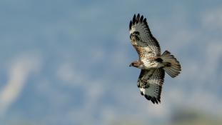 Buteo buteo