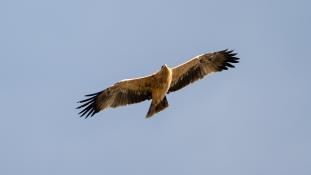 Aquila adalberti