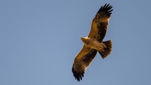 Aquila adalberti