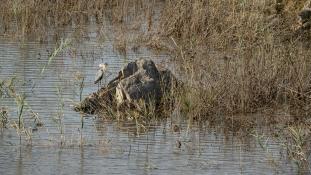 Ardea cinerea